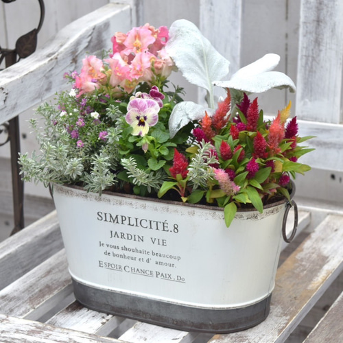 ピンクのお花とシルバーリーフの寄せ植え ※完成品 花苗 鉢花