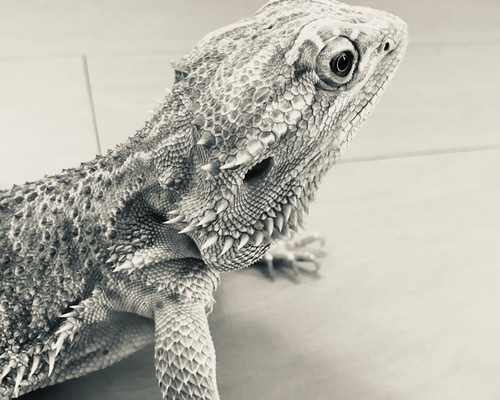 羊毛フェルト★フトアゴヒゲトカゲ 貴方だけのフトアゴヒゲトカゲ 羊毛フェルト 羊毛フェルトで爬虫類