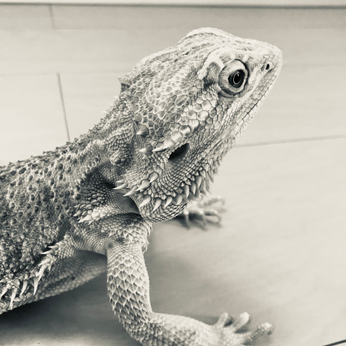 貴方だけのフトアゴヒゲトカゲ 羊毛フェルト 羊毛フェルトで爬虫類