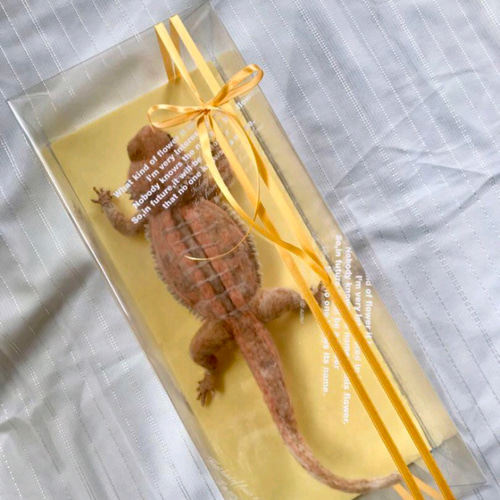 貴方だけのフトアゴヒゲトカゲ 羊毛フェルト 羊毛フェルトで爬虫類