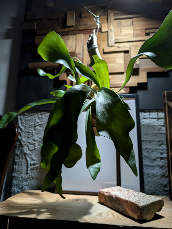 送料無料】プラティセリウム ネザーランド［流木付け］〈現品限り