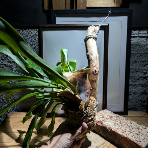 ビカクシダ流木付け コウモリラン ネザーランド