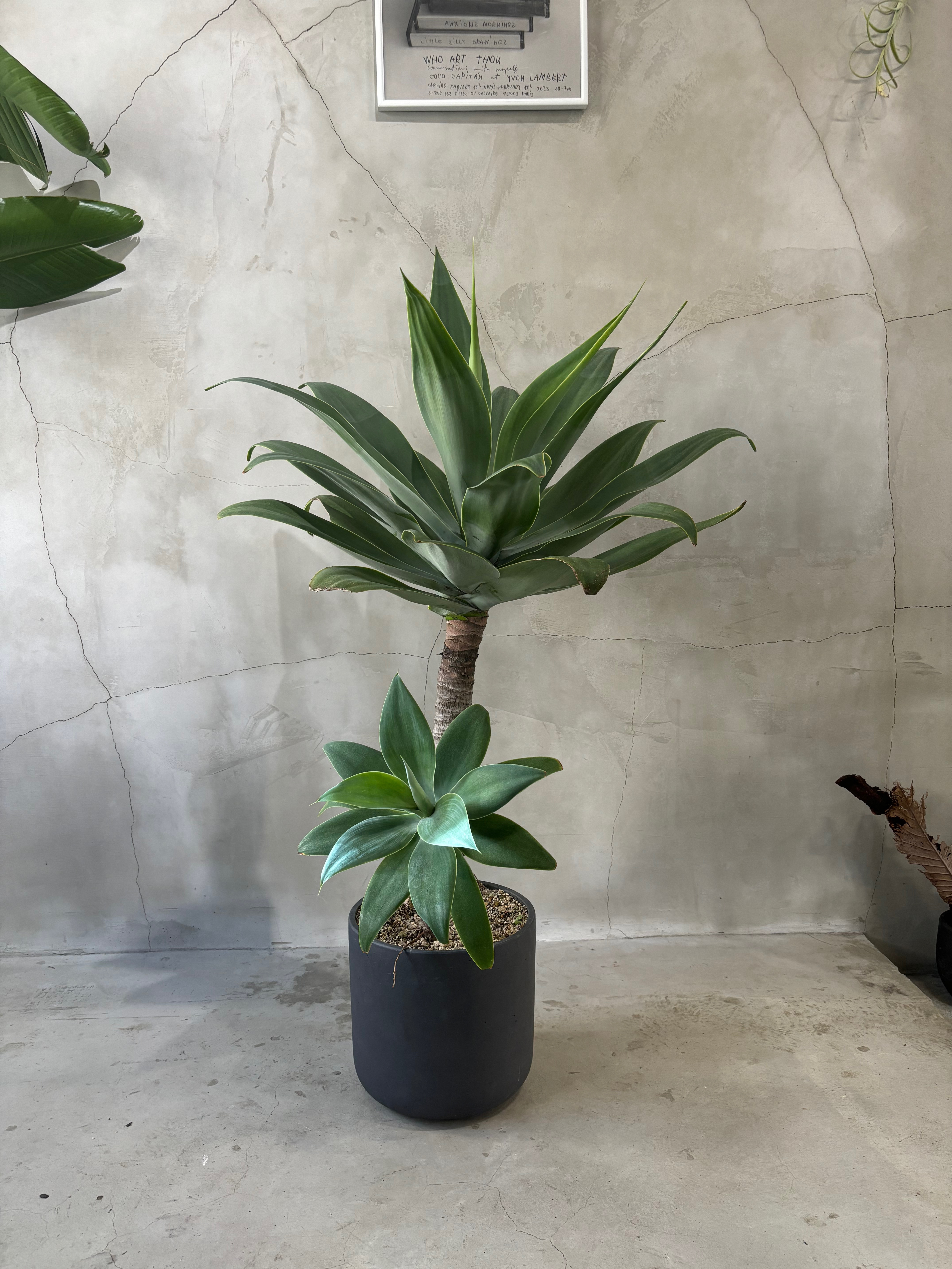 、アテナータ。観葉植物。鉢ごと無料で発送致します cuminさん専用です。アガベ