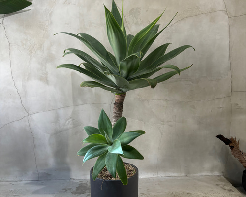 c1200bfbf0a4e374dfc8e87741a88c