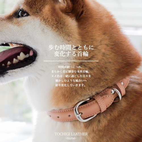 犬　皮革　リード　7本、首輪3個  まとめて10個　ワンコ　ペット 楽天市場】犬 リード おしゃれ ｜ 本革 革 猫 ペット 伸縮