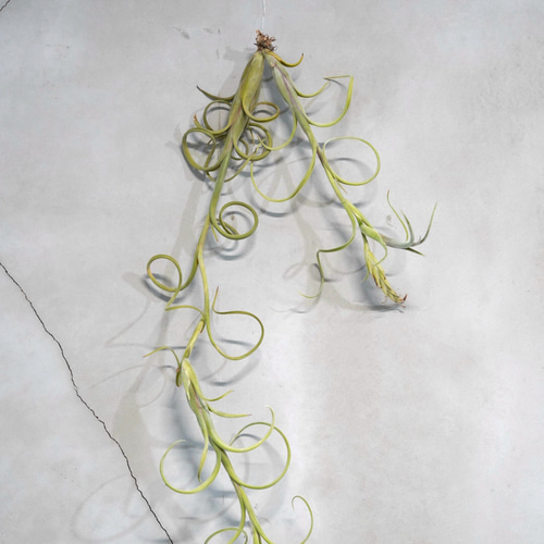 ティランジア チランジア・インターメディア 送料無料 一輪挿し