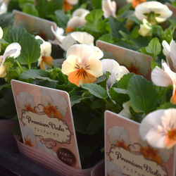 ゴブレット 鉢 植木鉢 プランター グラスファイバー ガーデニング