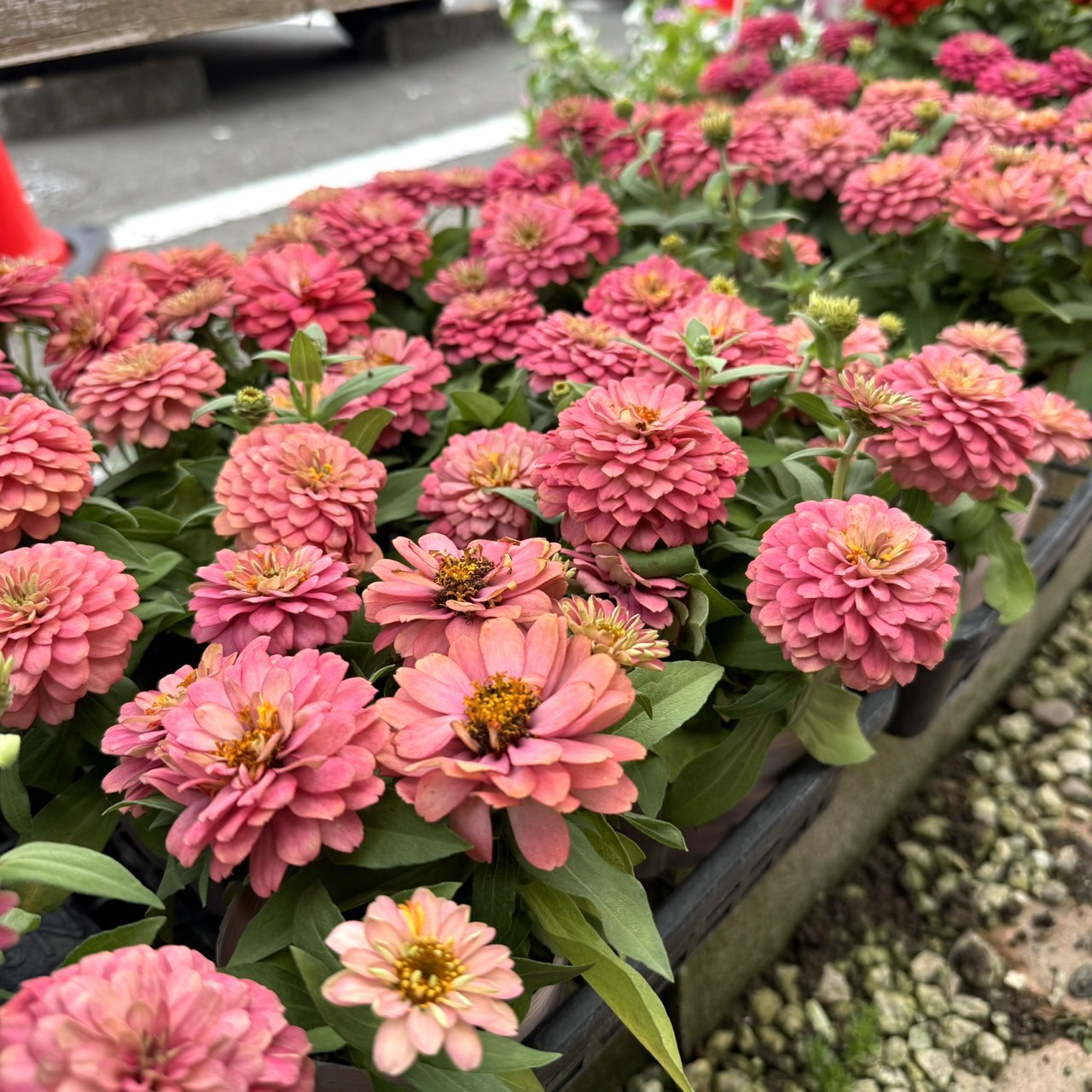 花草 花苗 八重咲き ジニア ザハラ ダブルサーモン 3.5号 百日草 秋