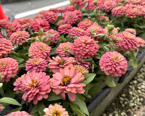花草 ピース🩵💚 on X: 