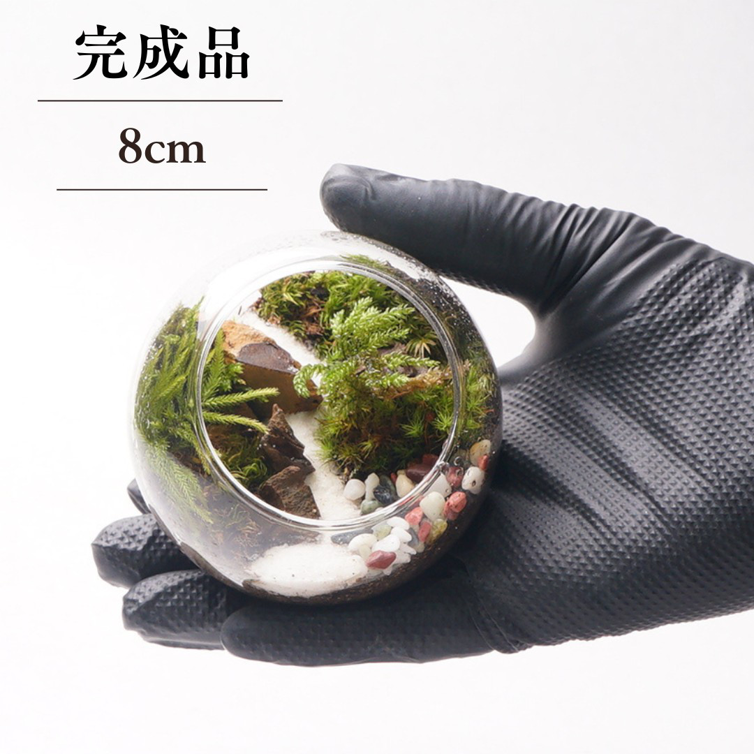 完成品】8cm ボトルテラリウム 苔テラリウム 和風 砂利 観葉植物 苔
