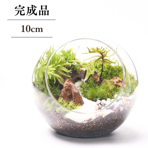 天然石3点セットC 一点物 原石 さざれ石・苔テラリウム・盆栽・和風インテリア用 完成品】10cm ボトルテラリウム 苔テラリウム 和風 砂利 観葉植物 苔