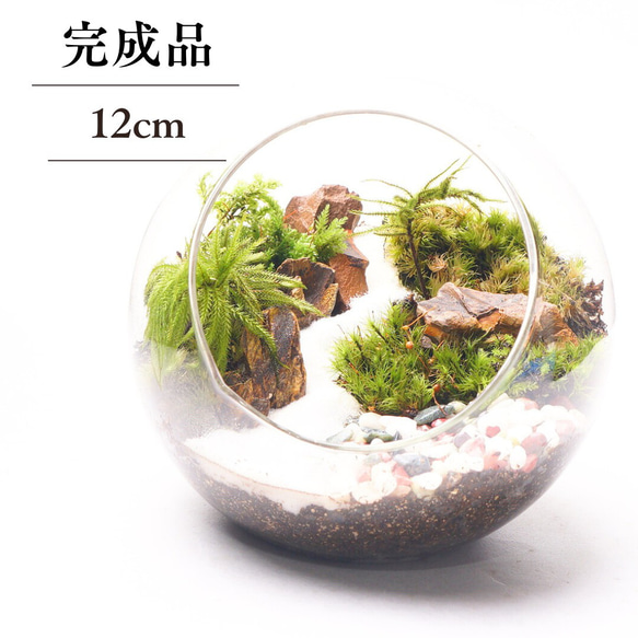 完成品】12cm ボトルテラリウム 苔テラリウム 和風 砂利 観葉植物 苔