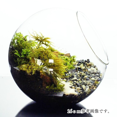 完成品】12cm ボトルテラリウム 苔テラリウム 和風 砂利 観葉植物 苔