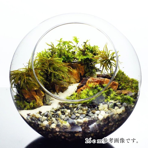 完成品】12cm ボトルテラリウム 苔テラリウム 和風 砂利 観葉