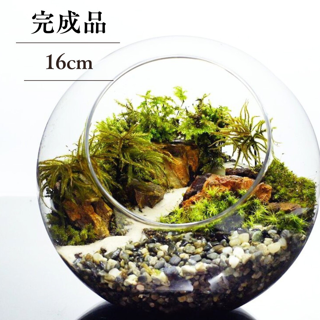 【完成品】16cm ボトルテラリウム 苔テラリウム 和風 砂利 観葉植物 苔盆景 テラリウム 気孔石 プレゼント