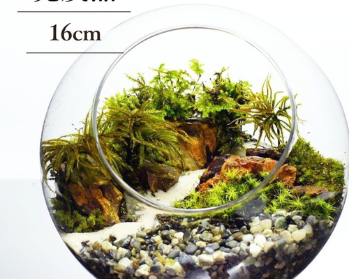 完成品】16cm ボトルテラリウム 苔テラリウム 和風 砂利 観葉植物 苔