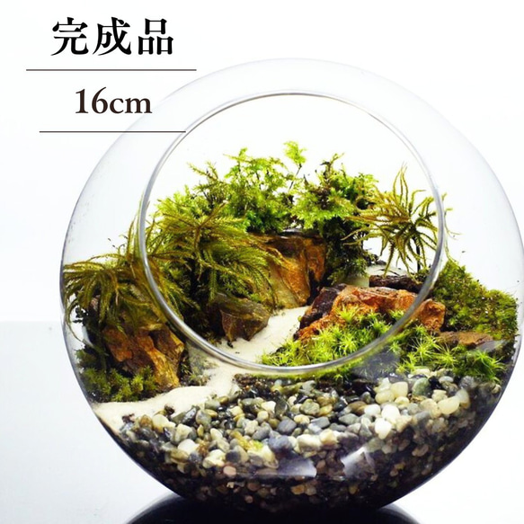 完成品】16cm ボトルテラリウム 苔テラリウム 和風 砂利 観葉植物 苔