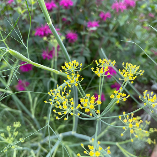北海道鶴居村産・お正月飾り】レモングラスしめ縄・横型スワッグにも