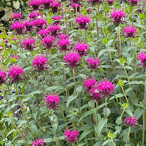 ＊Natural＊パープルスワッグ♡ドライフラワースワッグ 楽天市場】ドライフラワースワッグ シックパープル ＊ おしゃれで大人