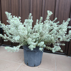 ウエストリンギアスモーキーホワイトとユーカリアルビダ苗木2種セット 美形 スモーキーホワイト ウエストリンギア の特徴と育て方 | 苗木部の部室