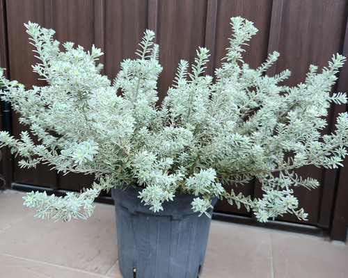 3cd9c00595b669755588f94b24e2f9