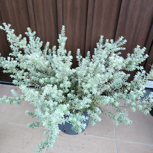 ウエストリンギアスモーキーホワイトとユーカリアルビダ苗木2種セット 美形 ウエストリンギアスモーキーホワイトとユーカリアルビダ苗木2種セット