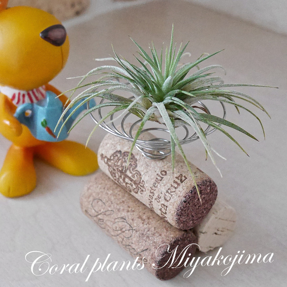 エアープランツホルダー(小さな可愛いイオナンタ付き) ワインのコルク