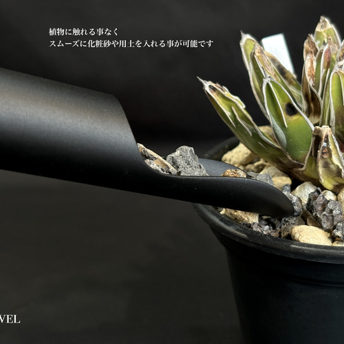 グラキリス実生/パキポディウム/アガベ/塊根植物ライフ🌱 | 休日