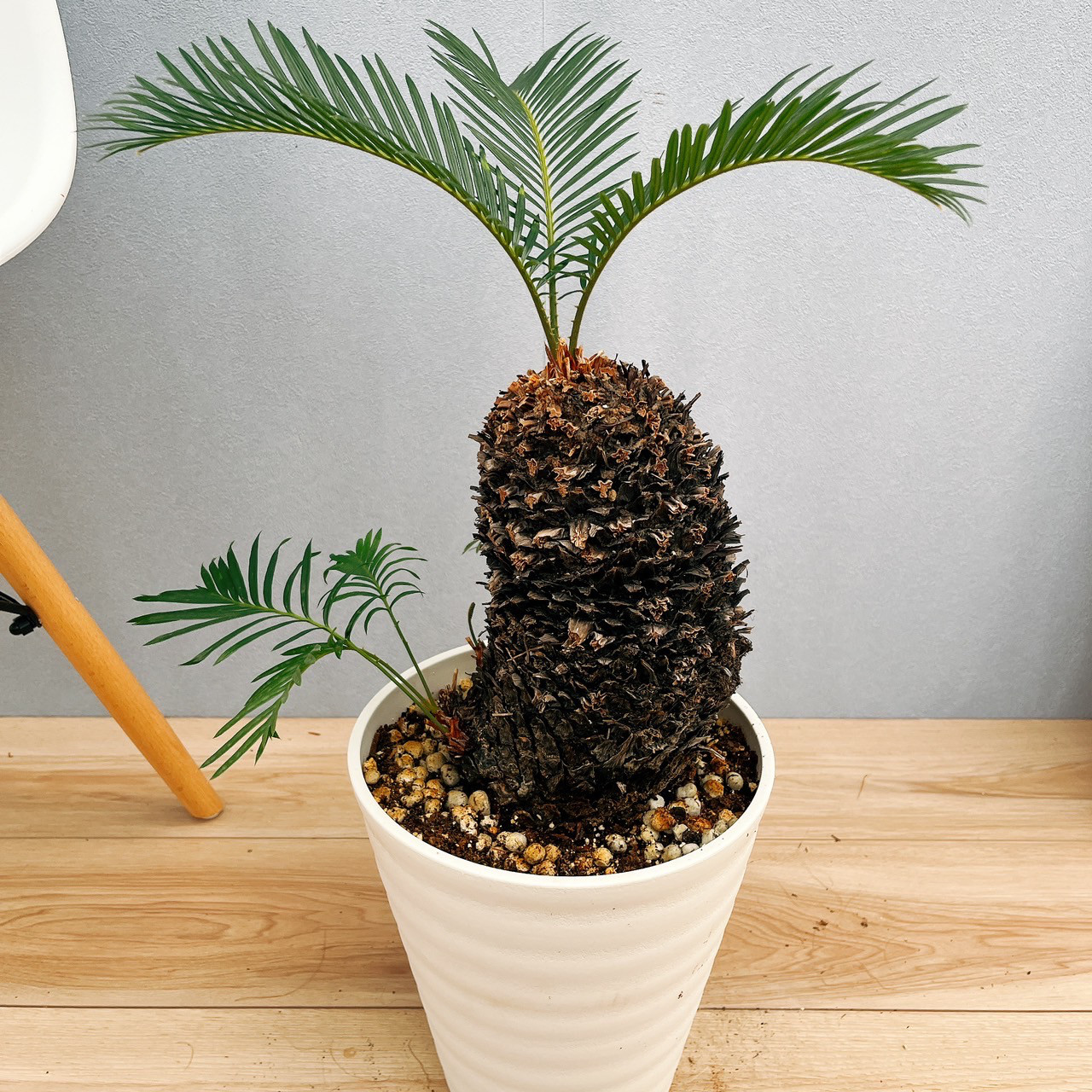 ソテツ 蘇轍　鉢付き ソテツ（蘇鉄）4号陶器鉢25-08 の通販 | 園芸ネット