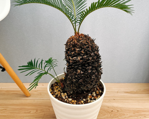 ✨一点もの✨ ゴツゴツ幹が魅力！ソテツ 観葉植物 レア株 インテリア映え ✨一点もの✨ ゴツゴツ幹が魅力！ソテツ 観葉植物 レア株