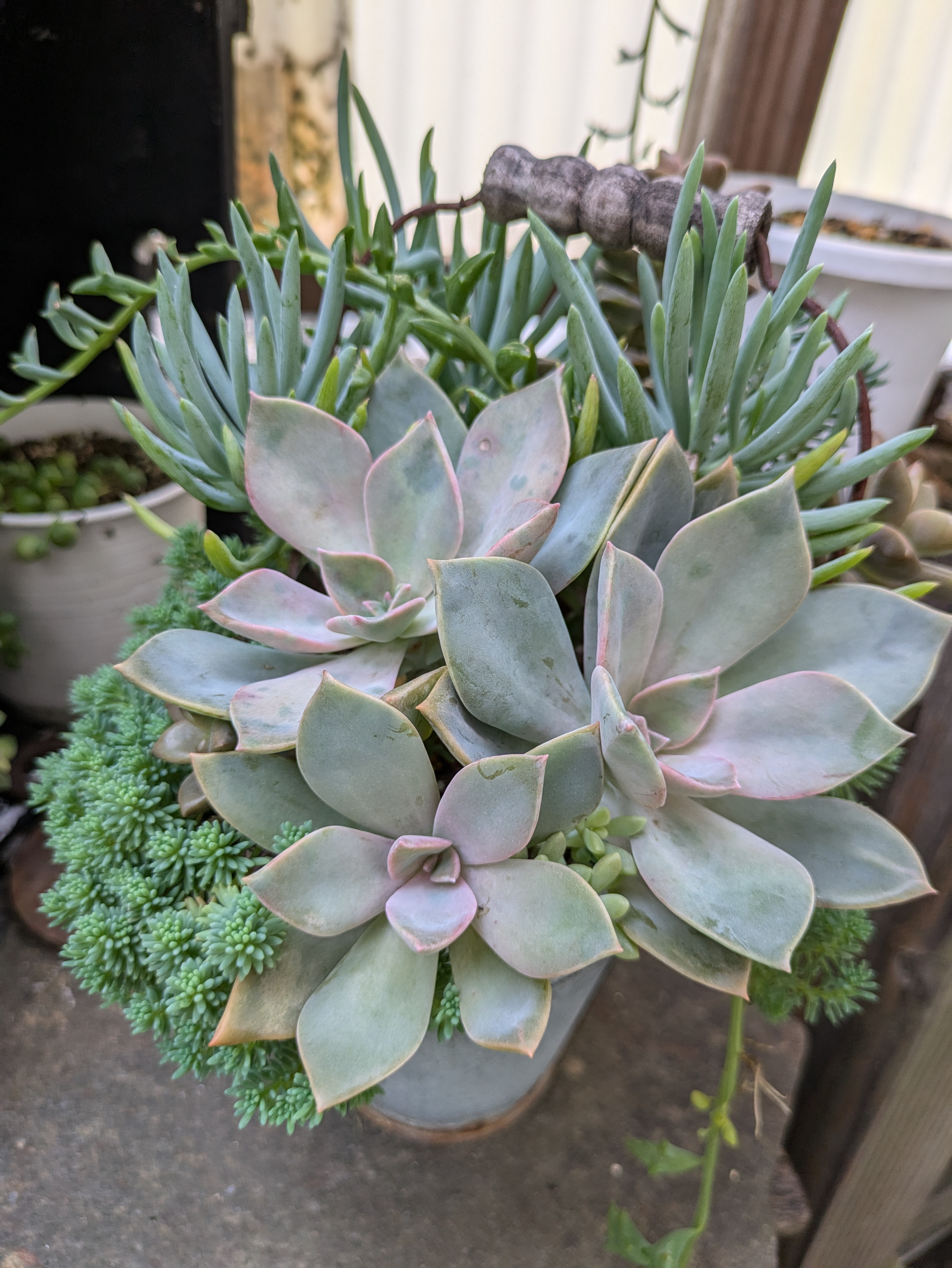 ☆多肉植物　寄せ植え〜フック付きブリキ缶寄せ植え　セット〜★ ☆多肉植物 寄せ植え〜フック付きブリキ缶寄せ植え セット