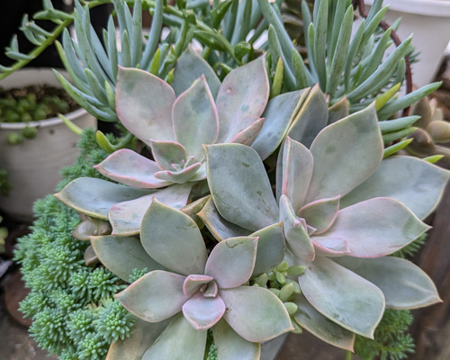 ぷりんの植肉植物 ぷりんの植肉植物 ぷりんの植肉植物 ❇︎ #多肉植物 もぅ紅葉