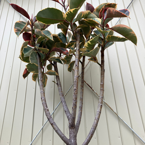 フィカス ルビー＊ゴムの木＊観葉植物＊大株＊ アートフラワー
