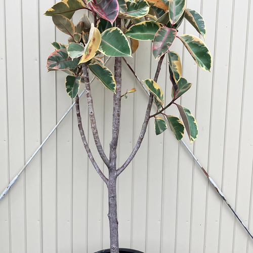 【発色かなり良い♥】フィカス ルビー ゴムの木 3e7bf120ebdaaf62bd293c36ee4713