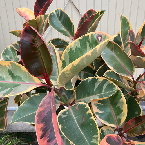 【発色かなり良い♥】フィカス ルビー ゴムの木 観葉植物 ゴムの木 フィカス ルビー 6号鉢 苗木 鉢植え ゴムノキ