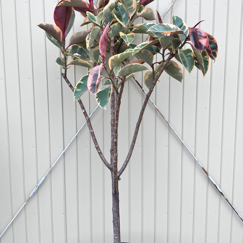 フィカス ルビー＊ゴムの木＊観葉植物＊大株＊ アートフラワー
