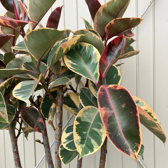 フィカス ルビー＊ゴムの木＊観葉植物＊大株＊ アートフラワー