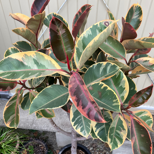 フィカス ルビー＊ゴムの木＊観葉植物＊大株＊ アートフラワー bloom