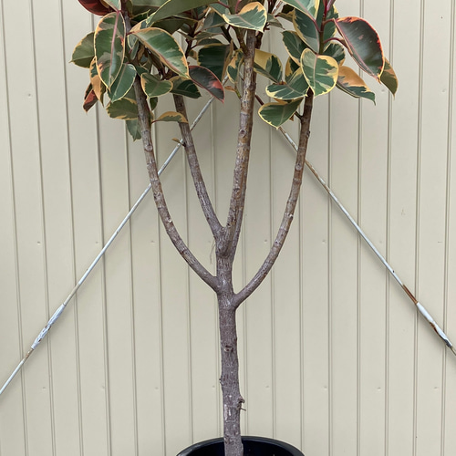 フィカス ルビー＊ゴムの木＊観葉植物＊大株＊ アートフラワー