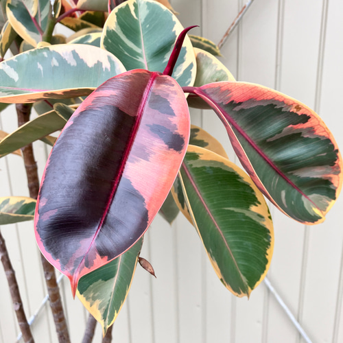 フィカス ルビー＊ゴムの木＊観葉植物＊大株＊ アートフラワー