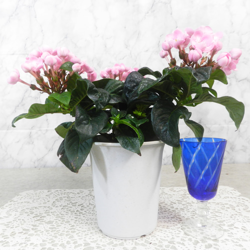 強い香りニオイザクラ リッチRich 匂い桜べにふじ 1鉢土減らし花段々終わった 強い香りニオイザクラ リッチRich 匂い桜べにふじ 1鉢土減らし花段々