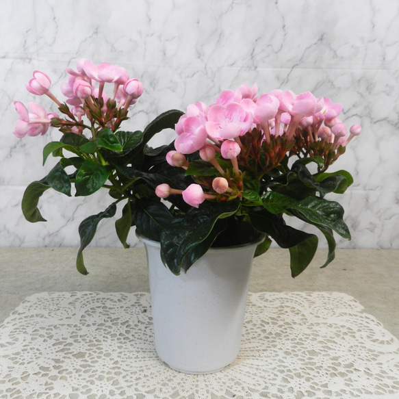 ☆ENGEI ichioki☆匂い桜・ニオイザクラ「リッチ」鉢花01◇とても