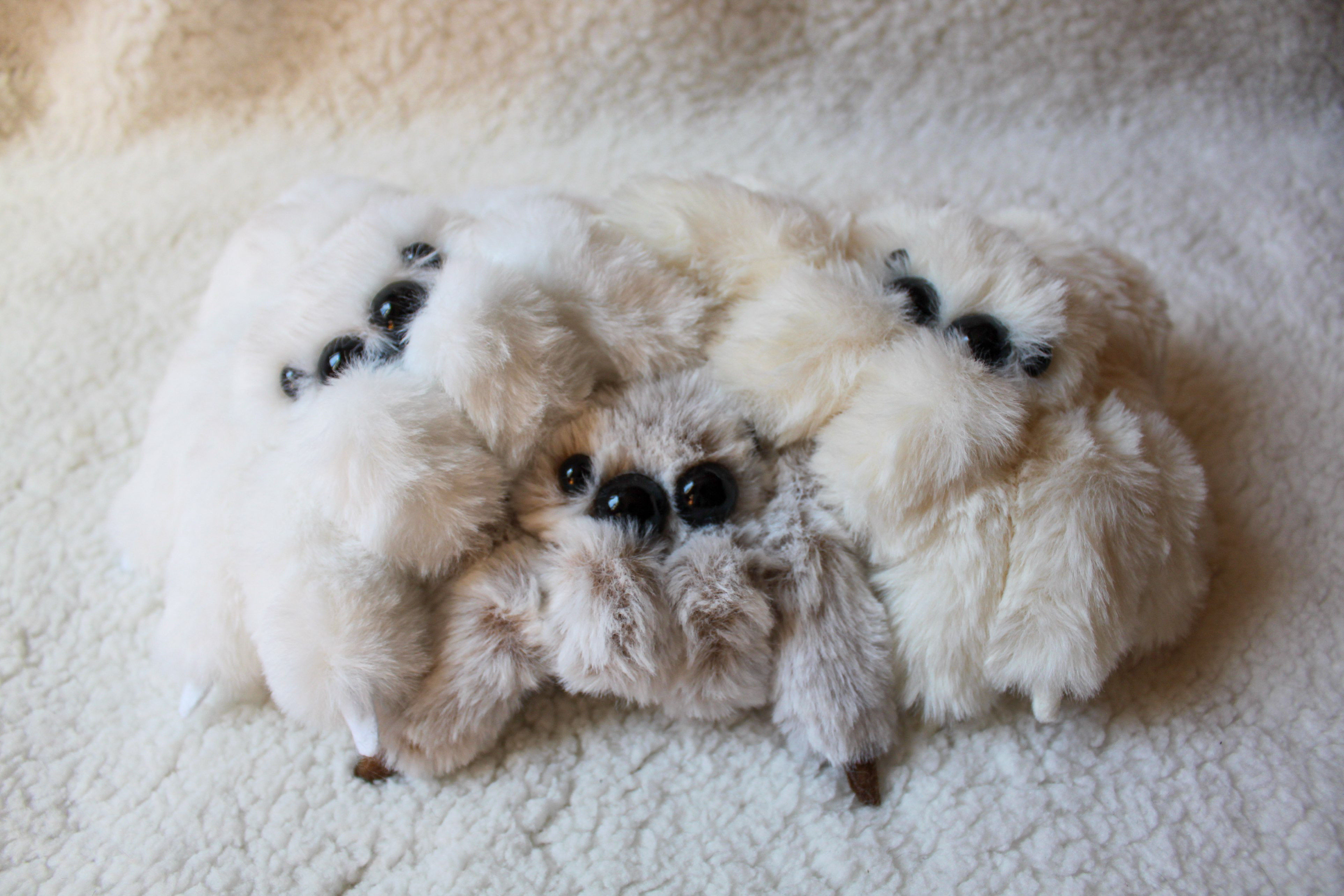 ふわふわハエトリ