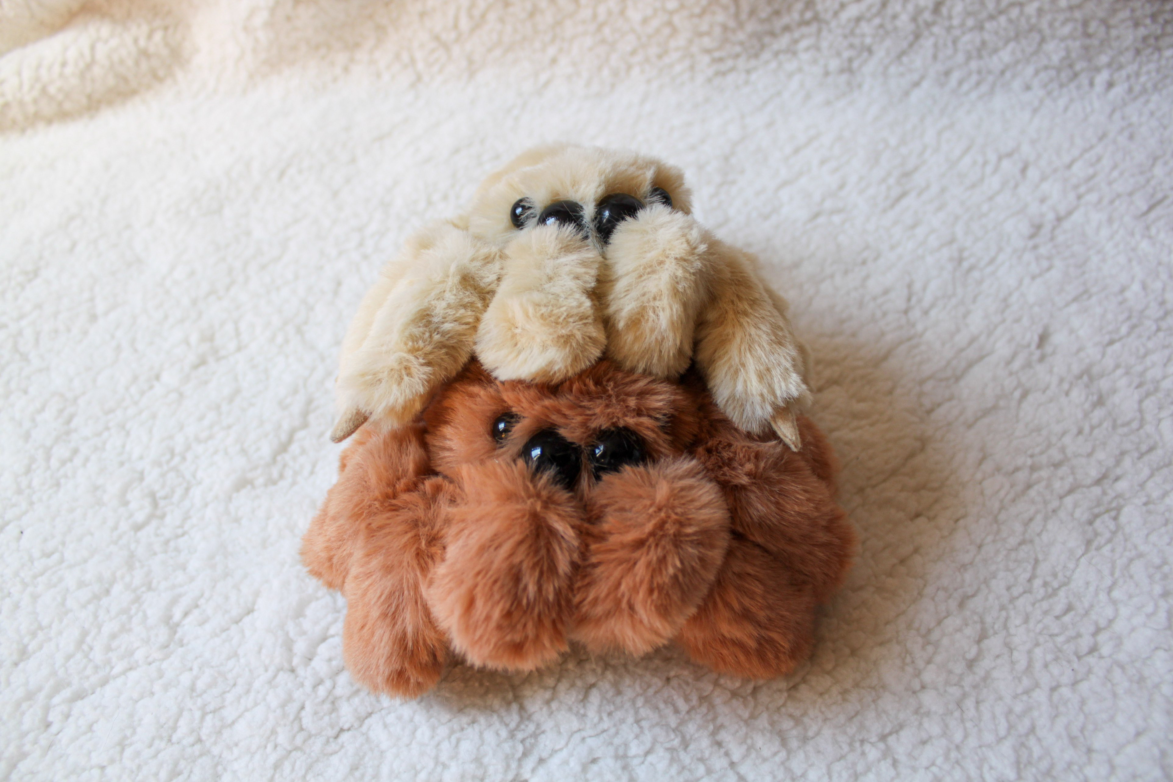 ふわふわハエトリ