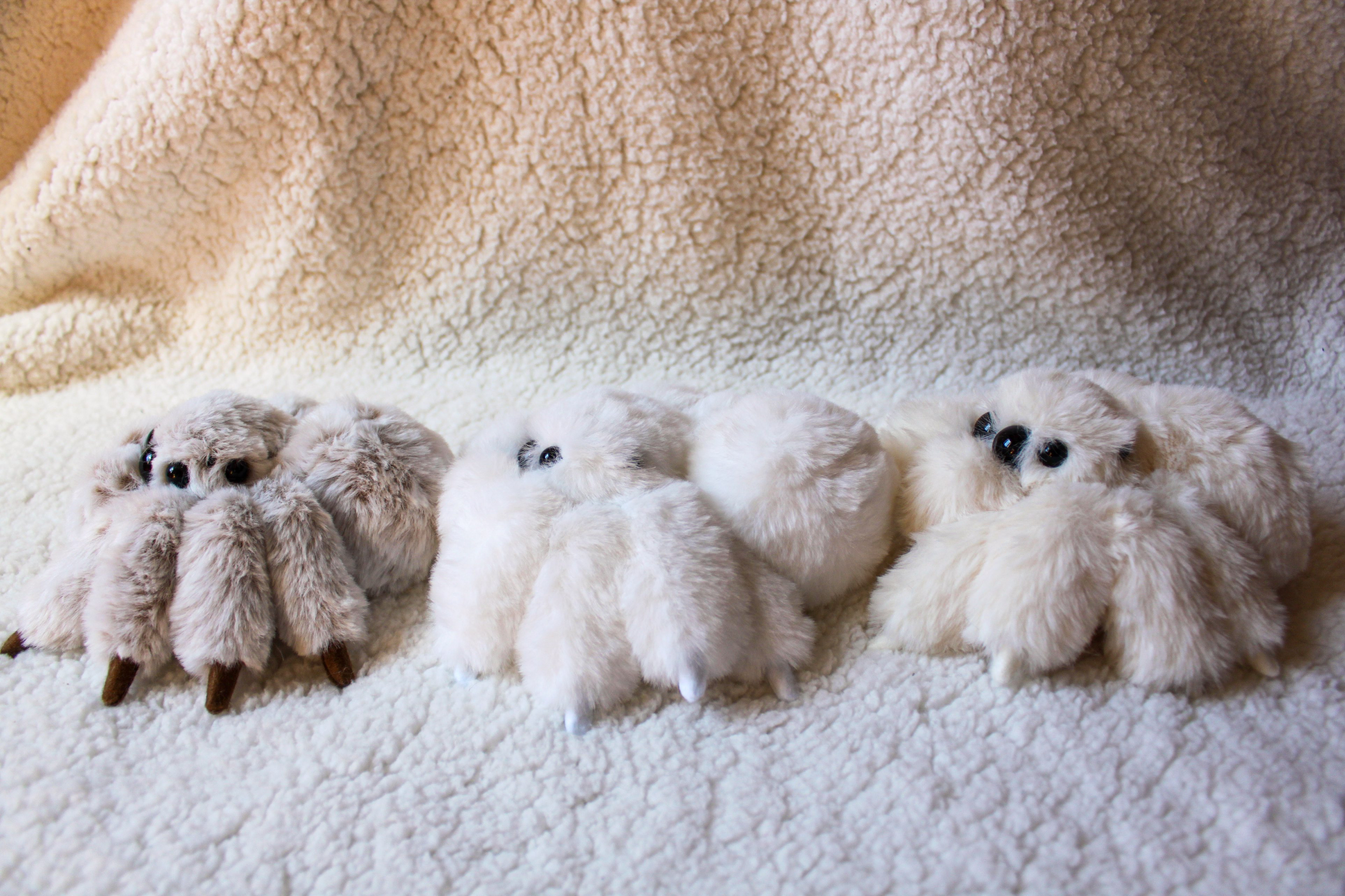 ふわふわハエトリ