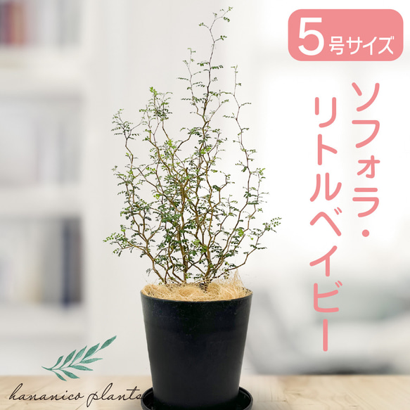 観葉植物 ソフォラ リトルベイビー 5号鉢 メルヘンの木 小さな葉