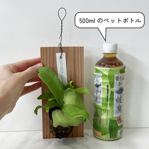 観葉植物 コウモリラン 板付き ミニサイズ ビカクシダ 壁掛け