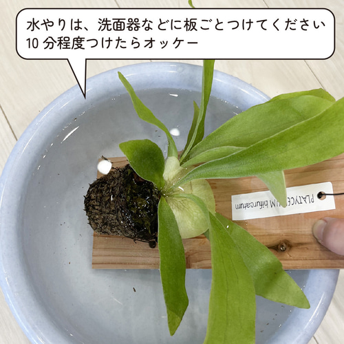 ビカクシダ プラティセリウム「サイケオ」板付け 壁掛け ビカクシダを壁に飾る存在感のあるビカクシダを板付きにする方法