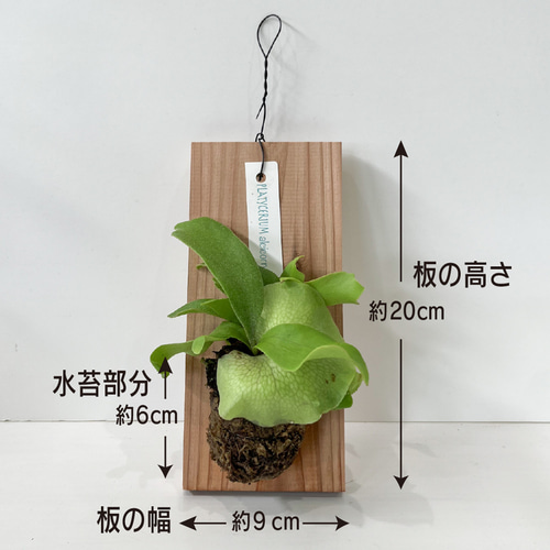 ビカクシダ 壁掛け用 大きい植物 Amazon｜PURIZA 希少植物 ビカクシダ (コウモリラン) 板付け