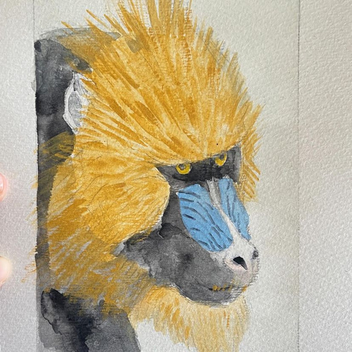 【原画】『ルドリー将軍』（マンドリル　猿　絵画　パステル画） すぐったレディース福袋 原画】『ルドリー将軍』（マンドリル 猿